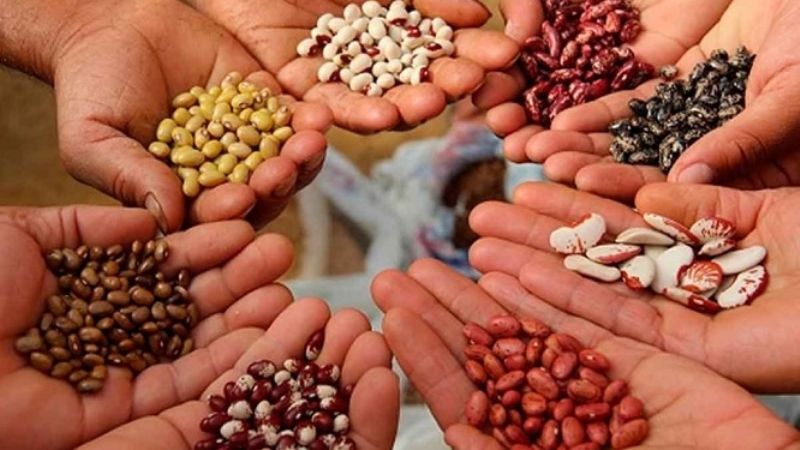 Nueva edición de la Feria de la Semillas