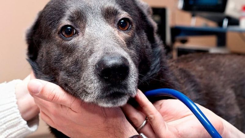 Ehrlichiosis, la enfermedad silenciosa que puede afectar a tu perro