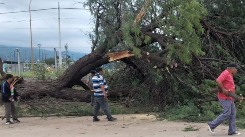 Trabajos para reestablecer las actividades en el "Poli" Capital