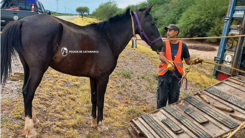 Operativo de captura de animales sueltos en La Paz