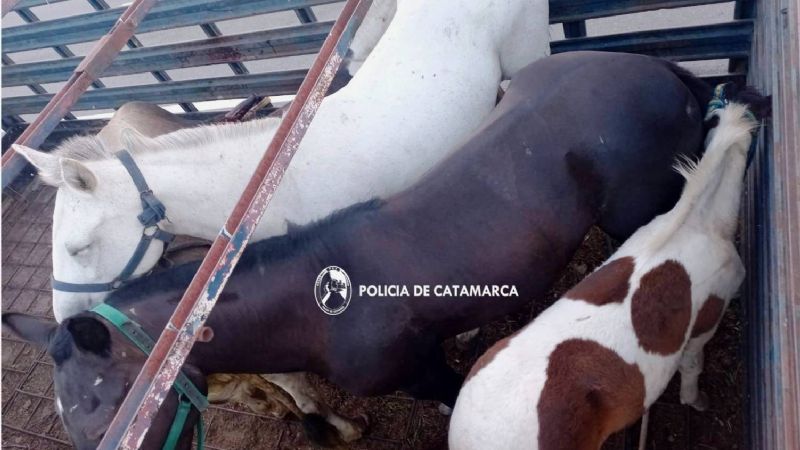 Operativo de captura de animales sueltos en La Paz