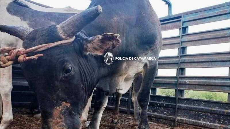 Operativo de captura de animales sueltos en La Paz
