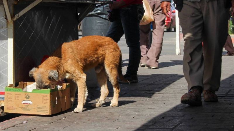 Piden al Gobierno de la Ciudad de Buenos Aires un refugio para los perros sin hogar