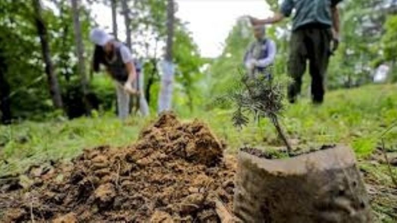 Misiones: en tres años lograron reforestar 178.000 árboles nativos