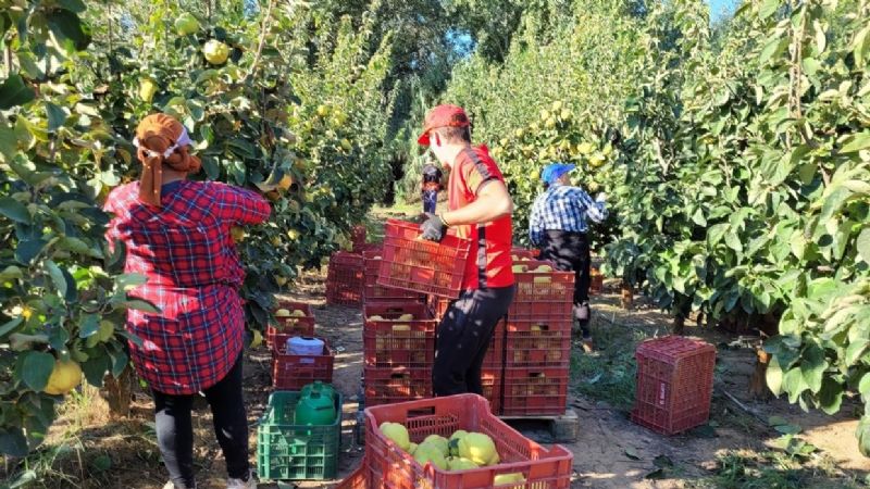 Lanzaron la campaña de cosecha de membrillo