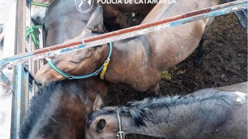 Operativo de captura de animales sueltos en Pomán