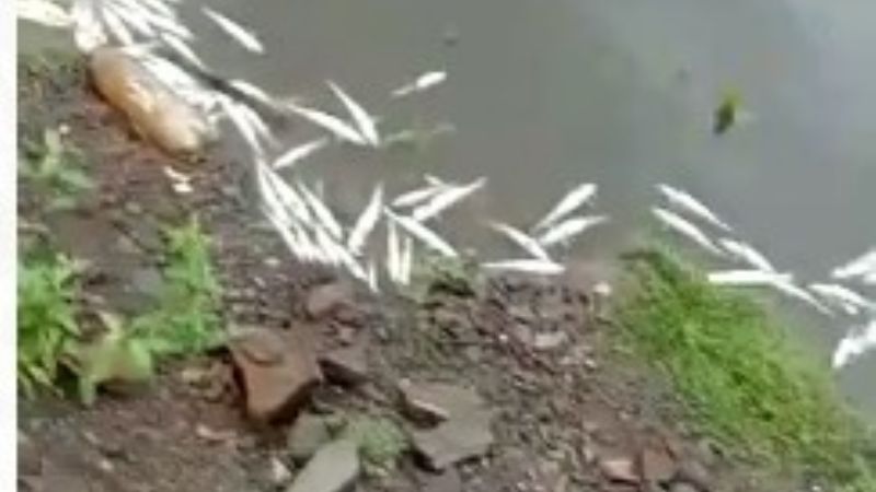 Gran mortandad de peces en dique de Alijilán