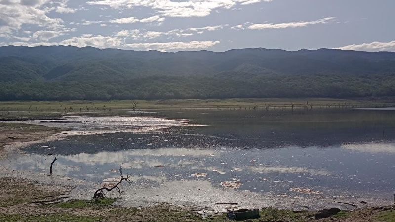 Peces muertos en Alijilan: alertan sobre la posible presencia de toxinas