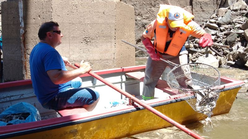 Recogieron cerca de 8 mil peces muertos del dique La Cañada