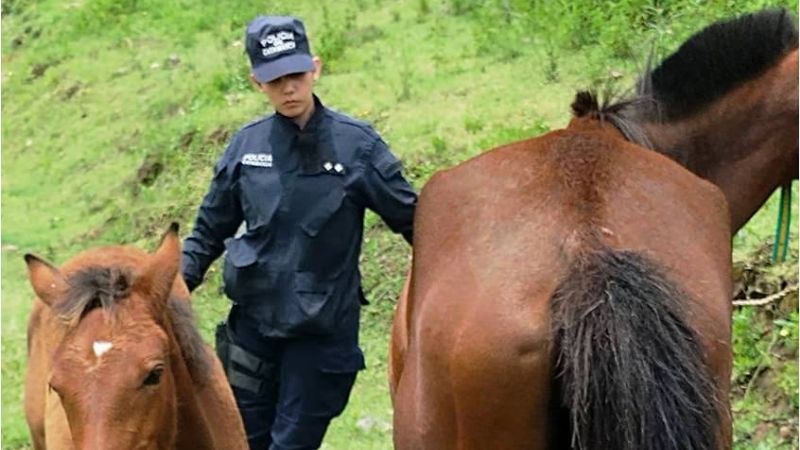 Devolvió dos caballos ajenos