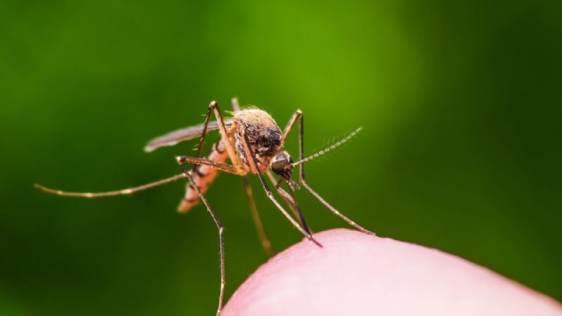 La comunidad es el motor clave para evitar la propagación del dengue