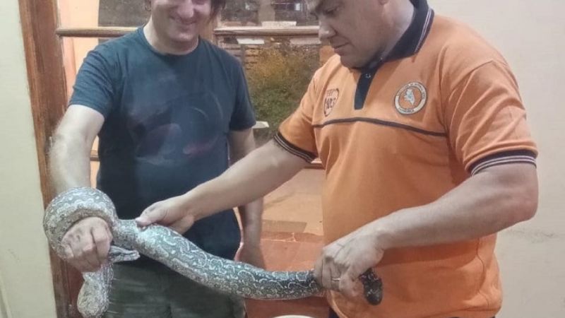 Rescatan una lampalagua