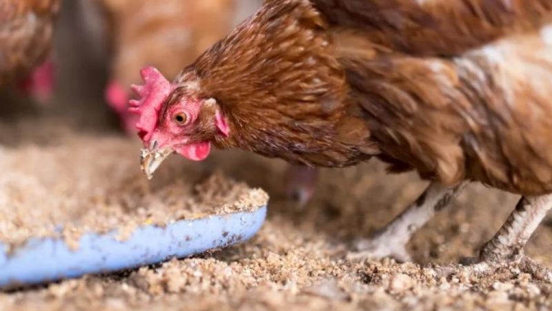 Gripe aviar: mantienen estado de alerta preventivo