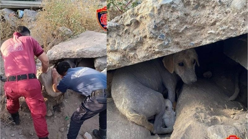 Bomberos rescataron a una perra y sus cachorros