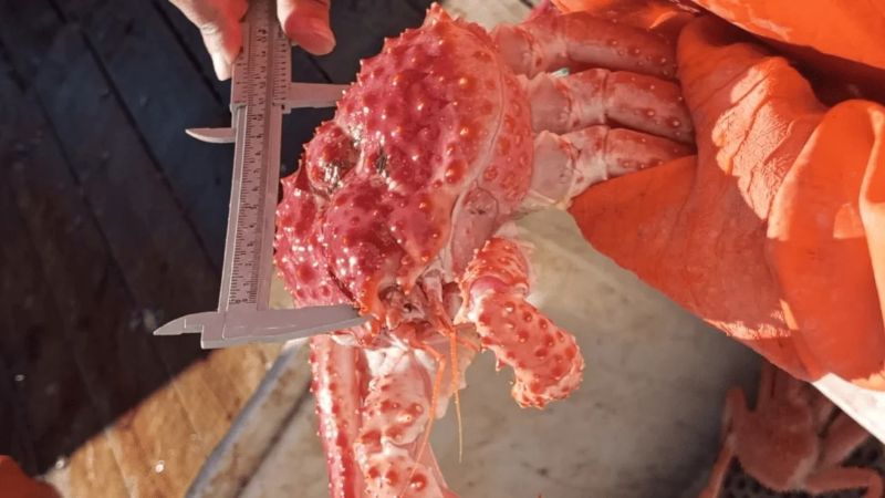 INIDEP realiza una evaluación de centolla en el Área Sur a bordo de buques comerciales