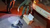 Gendarmes hallan animales exóticos en la cabina de un micro