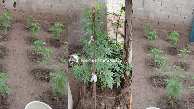 En una casa encuentran 17 plantines de marihuana