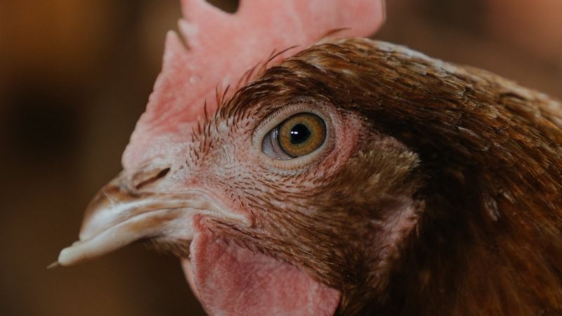 Aumentan las remuneraciones para trabajadores del sector avícola