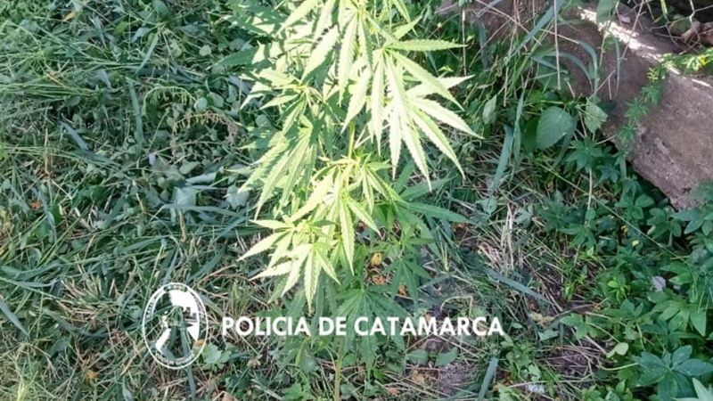 En el patio de una escuela había una planta de marihuana
