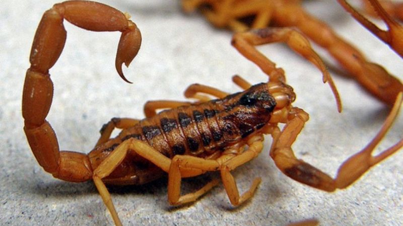 Piden a la población que atrapen escorpiones vivos