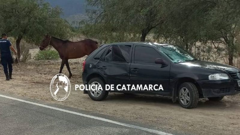 Chocaron contra un caballo en la ruta