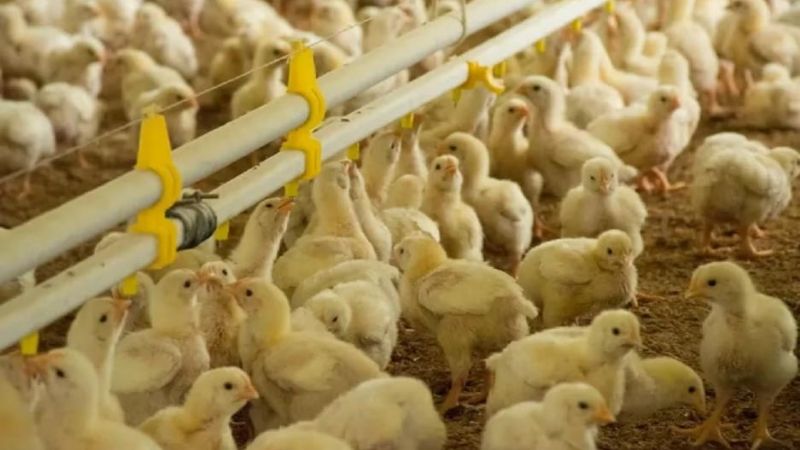 Avanza la gripe aviar en Argentina