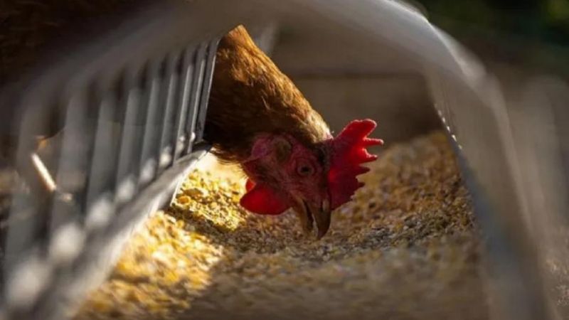 Se propaga la gripe aviar: detectan nuevos casos en Córdoba y Salta