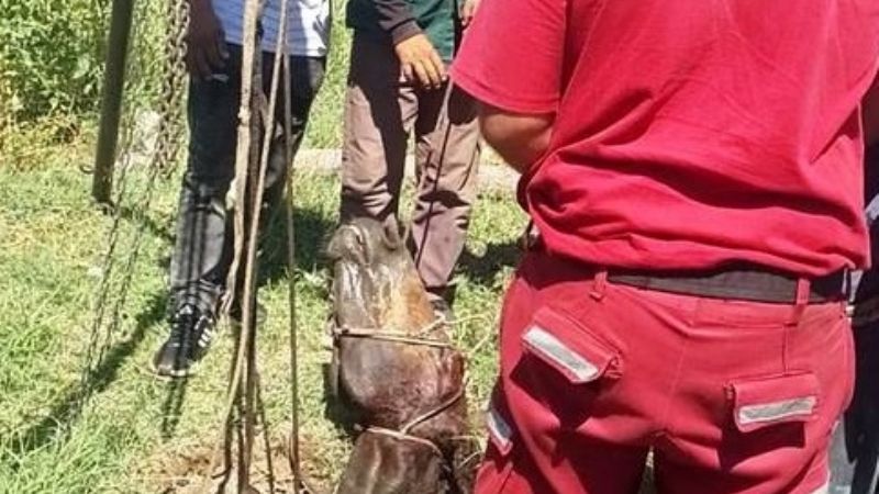 Dramático rescate de un caballo que cayó a una fosa