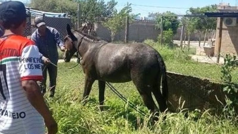 Dramático rescate de un caballo que cayó a una fosa