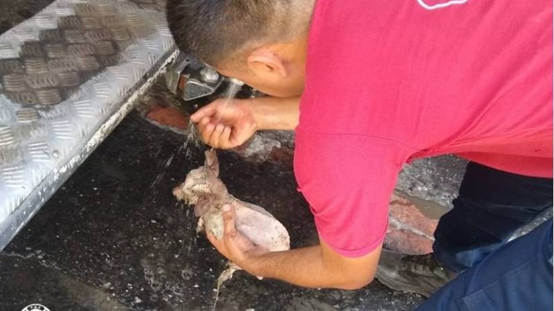 Policías rescataron un perro