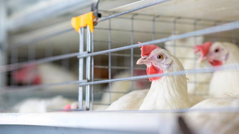 Gripe Aviar: recomendaciones