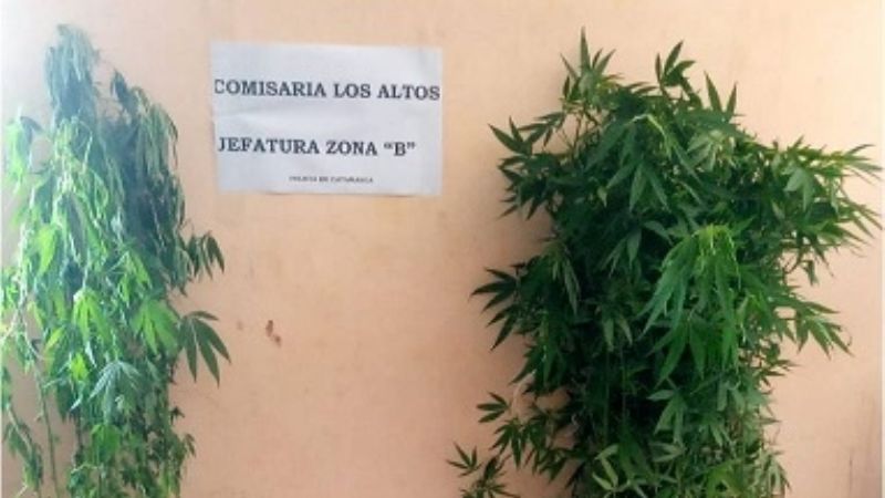 En Los Altos secuestran plantas de marihuana