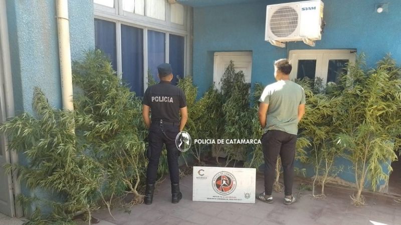 Secuestran 15 plantas de marihuana