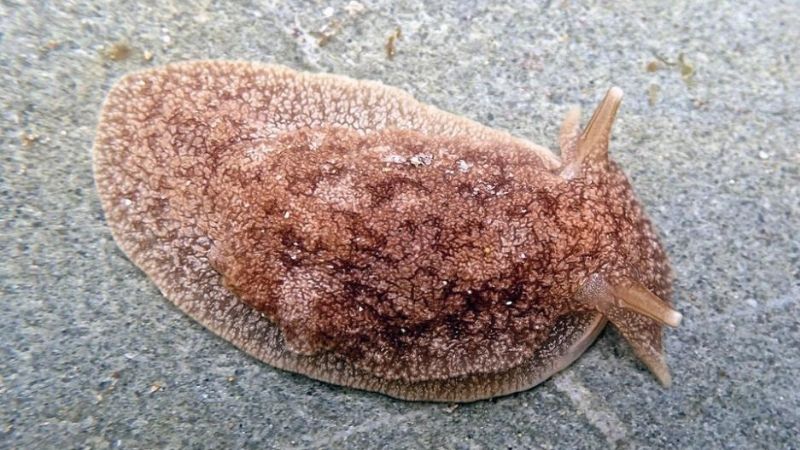 Alarma en la costa: piden extremar cuidados por babosas invasoras y toxinas