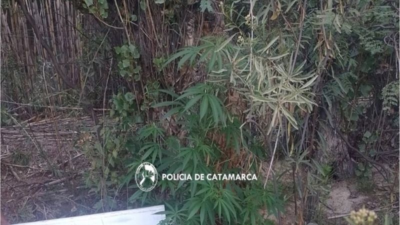 Secuestran plantas de marihuana