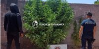 Plantas de marihuana secuestradas en Belén.