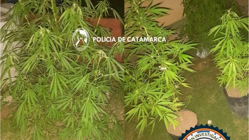 Allanaron una vivienda por un robo, pero encontraron plantas de marihuana