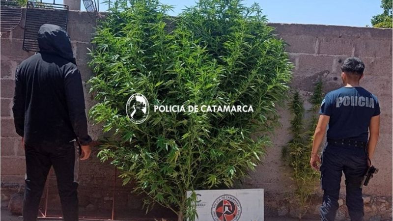 Allanaron una vivienda por un robo, pero encontraron plantas de marihuana