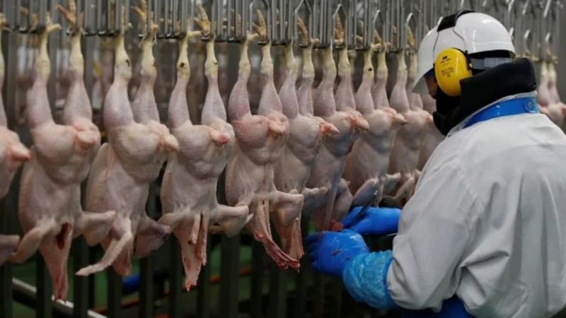 Por caso de gripe aviar en aves de corral suspenden exportaciones