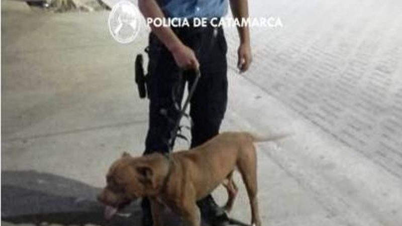 Amenazó a su madre con un Pitbull