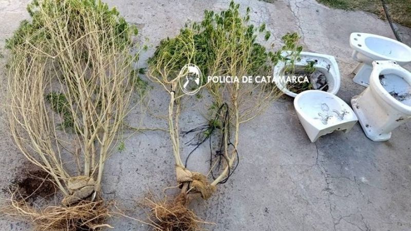 Secuestran sanitarios y plantas de marihuana