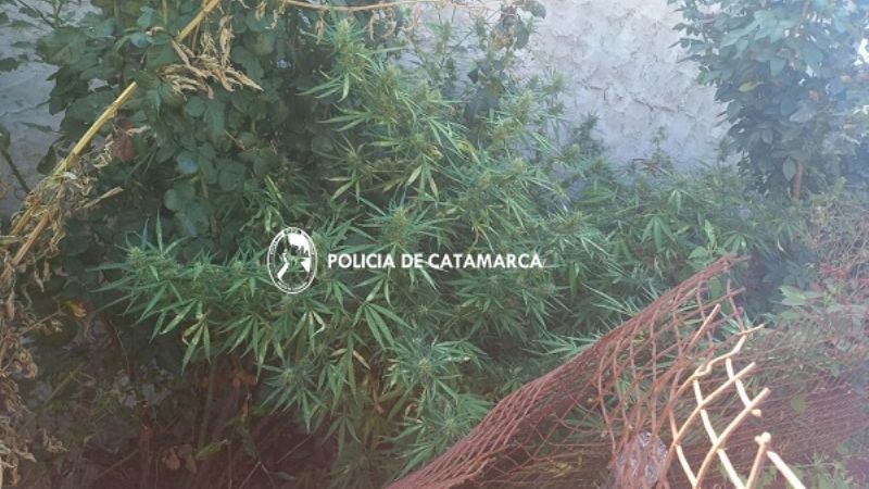 En un desorden, policías encontraron una planta de marihuana