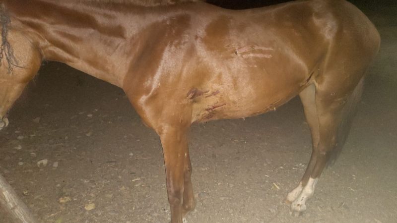 Motociclista chocó contra un caballo