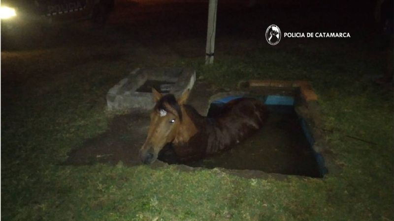 Policías y vecinos rescataron un caballo