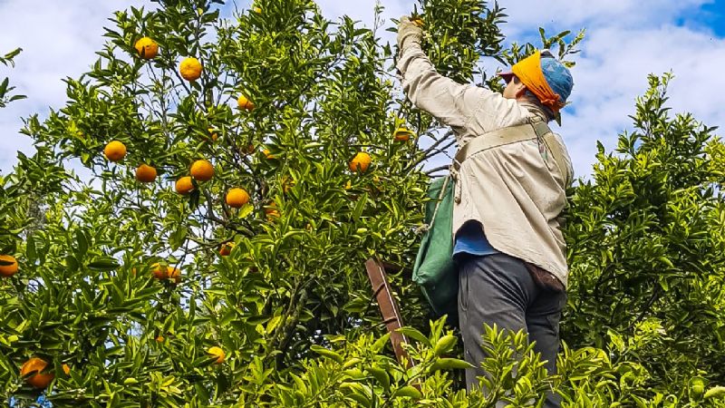 UATRE acuerda un 47% de aumento para los trabajadores del citrus