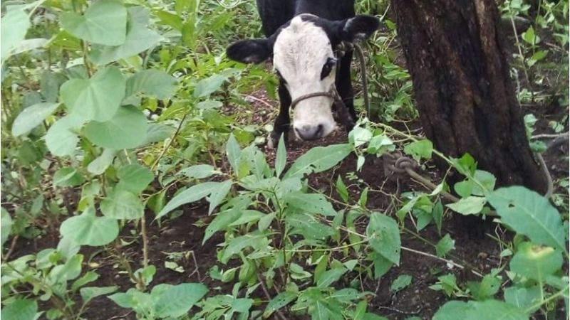 Le robaron el ternero y lo encontraron en un vecino