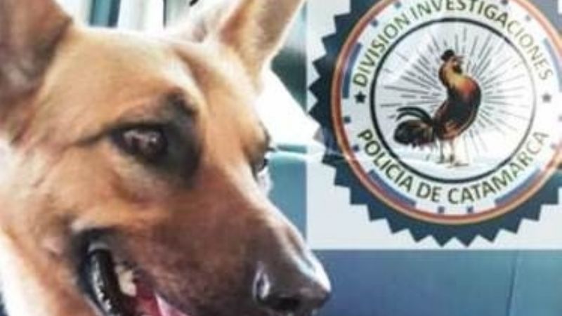 Subió al auto un perro que no era suyo y se lo llevó