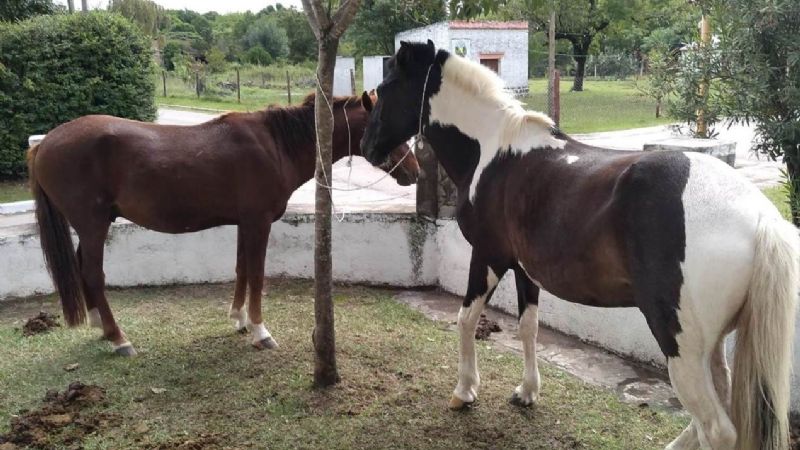 Animales sueltos en la vera de la ruta
