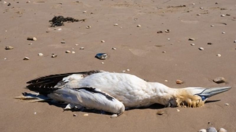 Chile confirmó su primer caso de gripe aviar en humanos