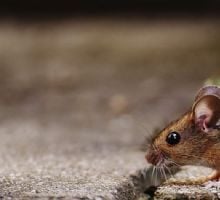 Hantavirus: El Gobierno respondió a las advertencias de la OMS y ratificó su salida del organismo